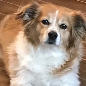 Meet your Posher, Bella